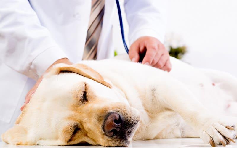 犬のけいれんの原因とは 病院に連れて行くべき症状を獣医が解説 ペット保険の Ps保険 少額短期保険ペットメディカルサポート株式会社