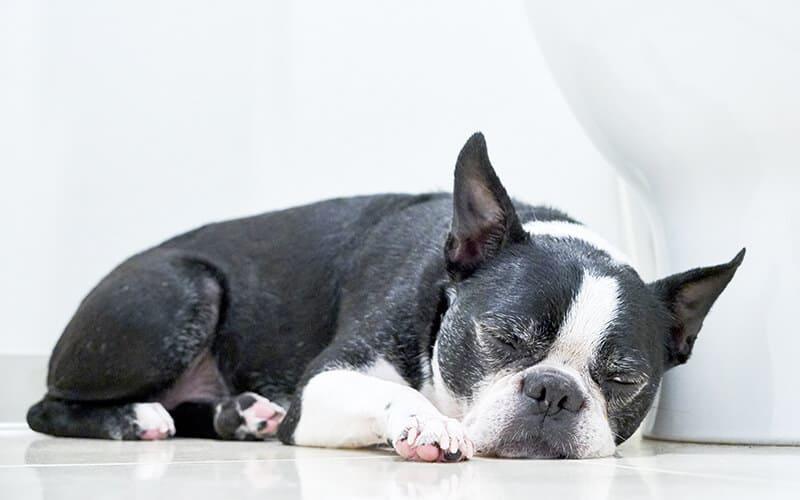 犬のいびきの原因とは 病院に連れて行くべき症状を獣医が解説 ペット保険の Ps保険 少額短期保険ペットメディカルサポート株式会社