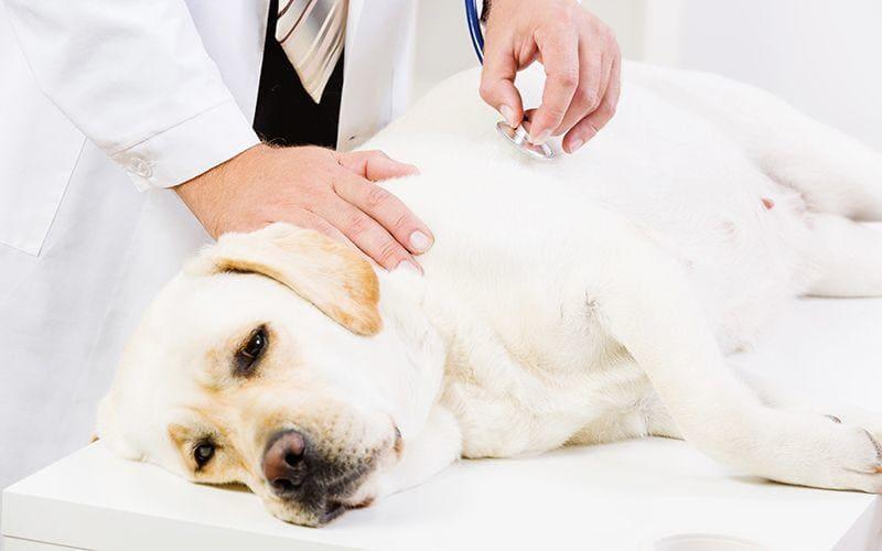犬がご飯を食べない理由とは 病院に連れて行くべき症状を獣医師が解説 ペット保険の Ps保険 少額短期保険ペットメディカルサポート株式会社