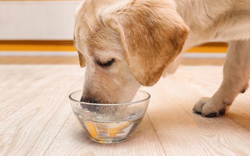 犬がご飯を食べない理由とは 病院に連れて行くべき症状を獣医が解説 ペット保険の Ps保険 少額短期保険ペットメディカルサポート株式会社