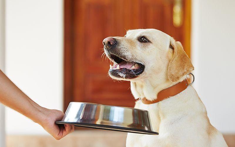 犬がご飯を食べないときの対処法と予防法