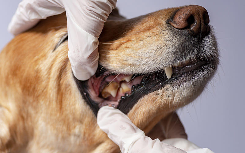 犬の歯石で、こんな症状ならすぐ病院へ
