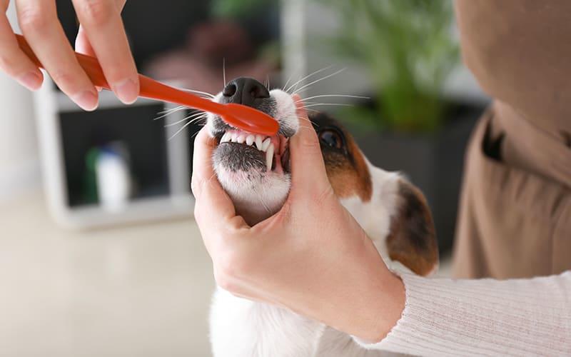犬の歯石の予防と家庭でのケア