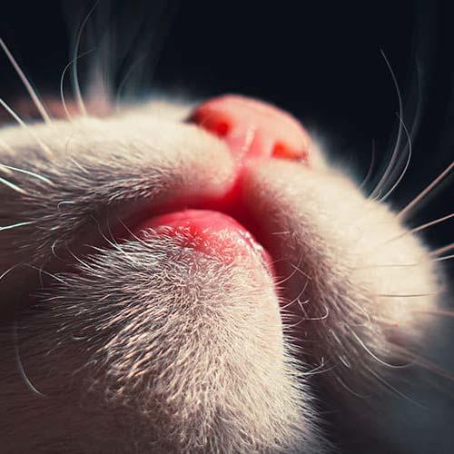 猫ニキビ（挫創：ざそう）の症状と原因、治療法について | ペット保険