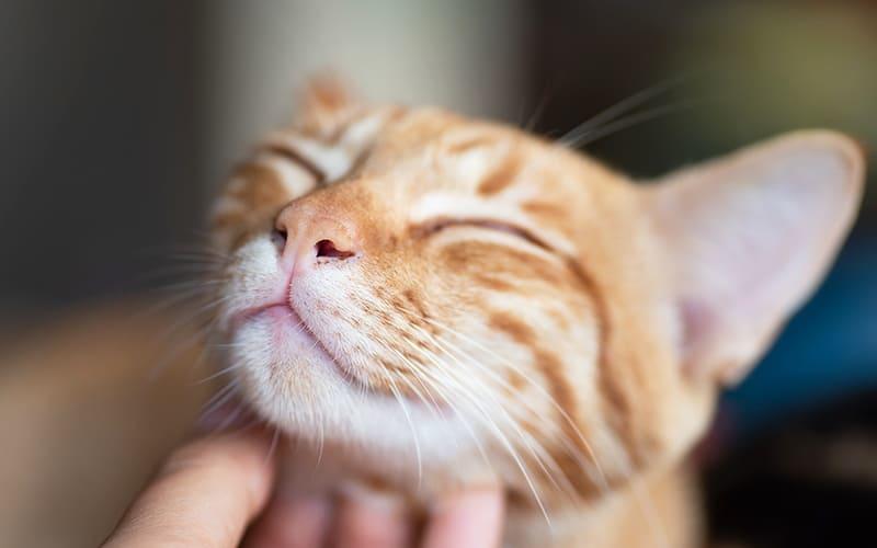 あご にきび 猫 猫ニキビの対処法