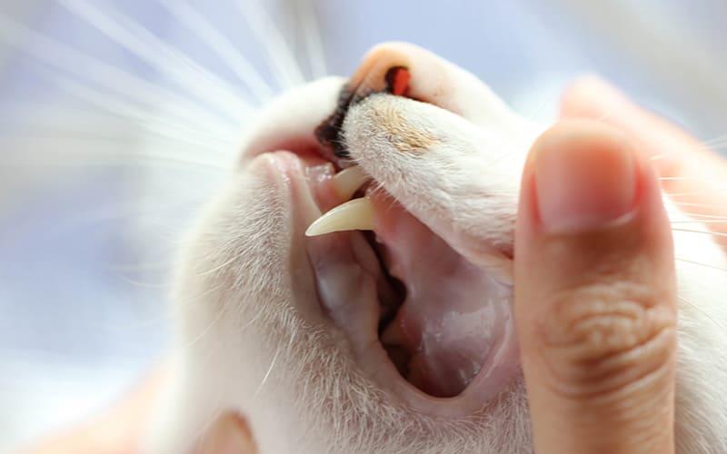 猫の口内炎の原因と症状