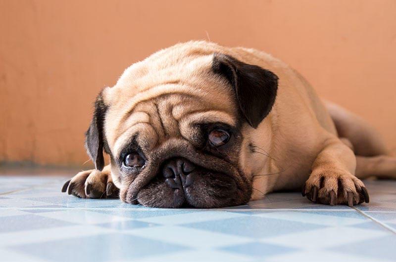 犬の涙やけの原因とは 病院に連れて行くべき症状を獣医師が解説 ペット保険の Ps保険 少額短期保険ペットメディカルサポート株式会社