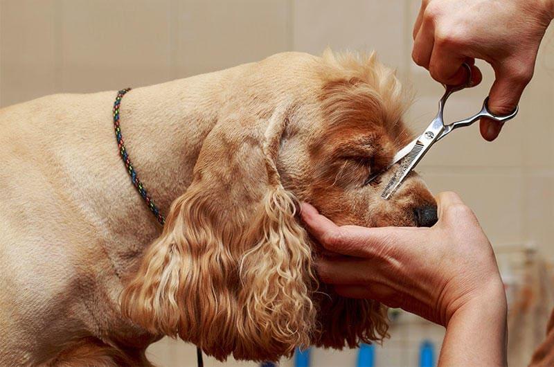 犬の涙やけの原因とは 病院に連れて行くべき症状を獣医が解説 ペット保険の Ps保険 少額短期保険ペットメディカルサポート株式会社