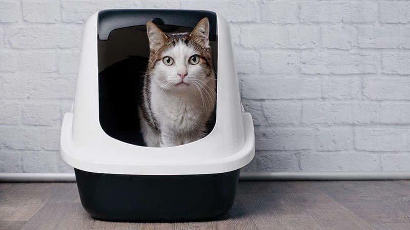 猫の尿路結石症の症状と原因、治療法について | ペット保険のPS保険