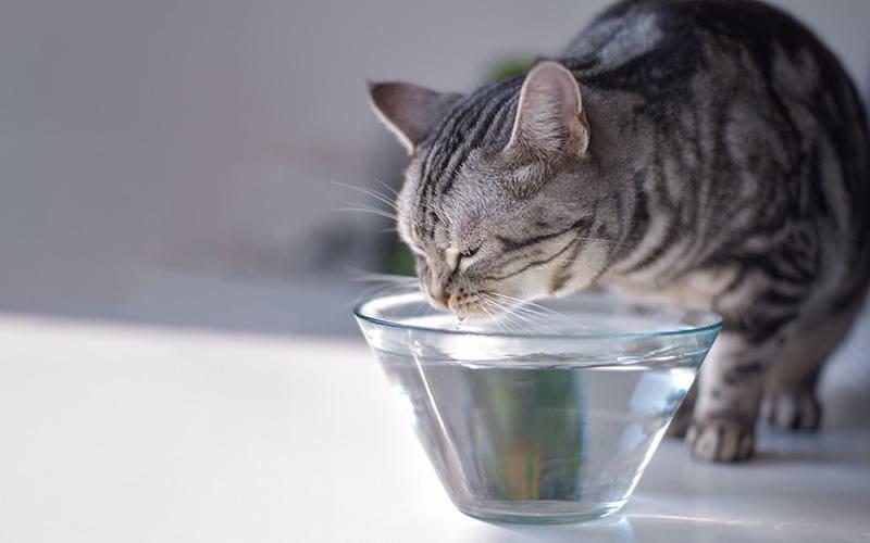 猫の尿路結石症の治療と予防