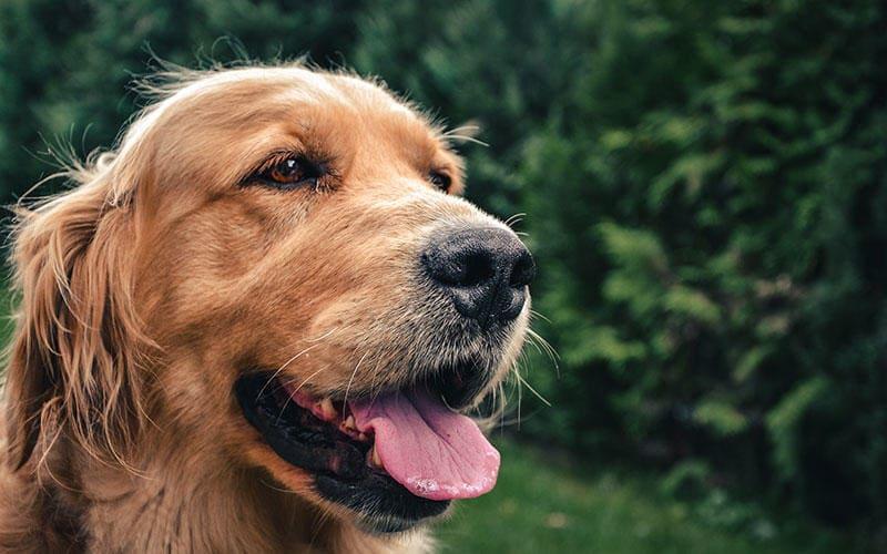 犬の息が荒い 呼吸が速い原因とは 病院に連れて行くべき症状を獣医が解説 ペット保険の Ps保険 少額短期保険ペットメディカルサポート株式会社