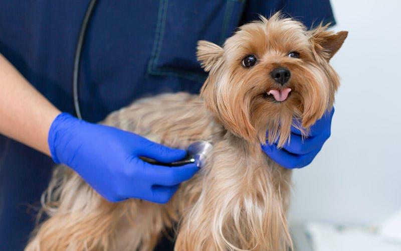 犬の息が荒い 呼吸が速い原因とは 病院に連れて行くべき症状を獣医師が解説 ペット保険の Ps保険 少額短期保険ペットメディカルサポート株式会社