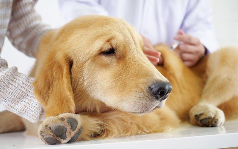 犬の元気がない原因とは 病院に連れて行くべき症状を獣医が解説 ペット保険の Ps保険 少額短期保険ペットメディカルサポート株式会社
