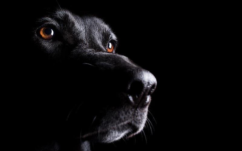 犬の目が赤い、充血している原因とは？病院に連れて行くべき症状を獣医が解説