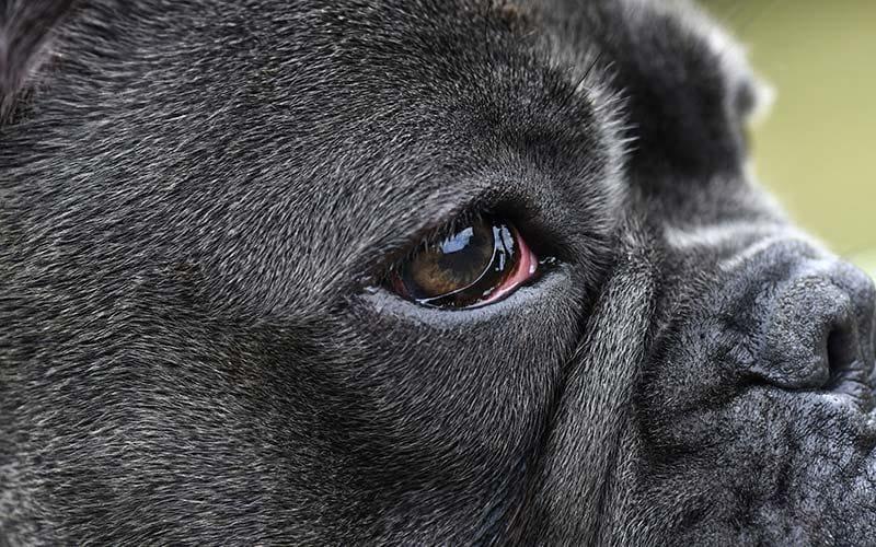 犬の目が赤い 充血している原因とは 病院に連れて行くべき症状を獣医師が解説 ペット保険の Ps保険 少額短期保険ペットメディカルサポート株式会社