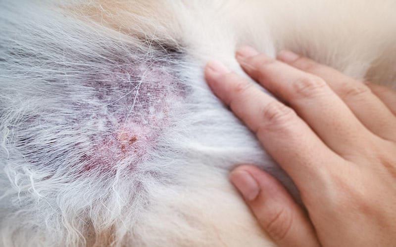 犬の抜け毛の原因 病気とは 病院に連れて行くべき症状を獣医師が解説 ペット保険の Ps保険 少額短期保険ペットメディカルサポート株式会社