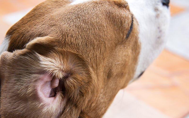 犬の耳が臭い 耳垢が多い原因とは 病院に連れて行くべき症状を獣医師が解説 ペット保険の Ps保険 少額短期保険ペットメディカルサポート株式会社