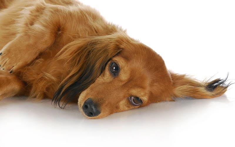 犬の腹水の原因とはどんな病気 病院に連れて行くべき症状を獣医が解説 ペット保険の Ps保険 少額短期保険ペットメディカルサポート株式会社