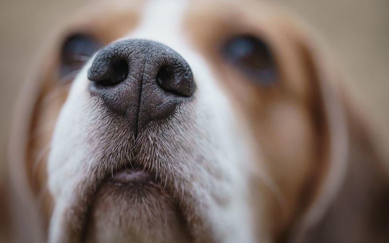 犬の鼻血の原因とは 病院に連れて行くべき症状を獣医が解説 ペット保険の Ps保険 少額短期保険ペットメディカルサポート株式会社