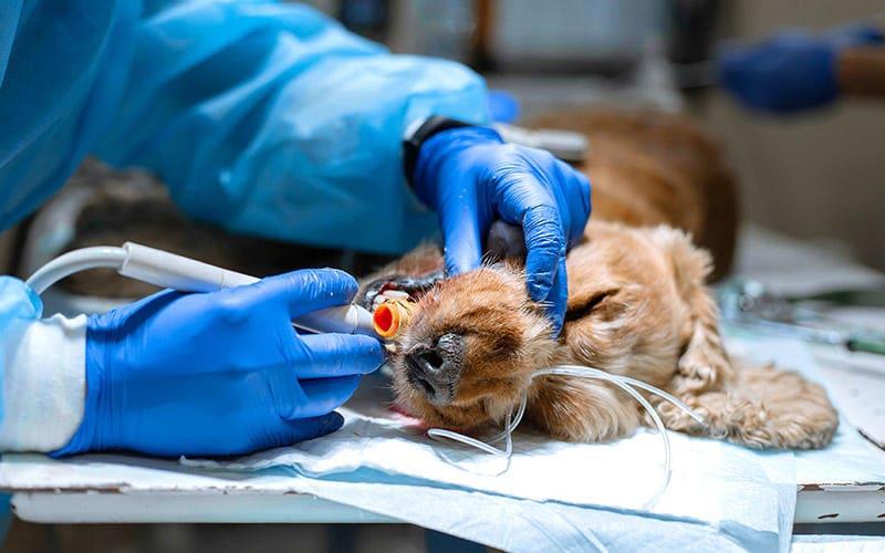 犬の鼻血の原因とは 病院に連れて行くべき症状を獣医師が解説 ペット保険の Ps保険 少額短期保険ペットメディカルサポート株式会社
