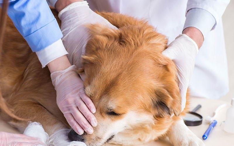 犬の鼻血の原因とは 病院に連れて行くべき症状を獣医が解説 ペット保険の Ps保険 少額短期保険ペットメディカルサポート株式会社