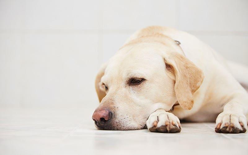 犬の生理と出血で考えられる病気とは 病院に連れて行くべき症状を獣医が解説 ペット保険の Ps保険 少額短期保険ペットメディカルサポート株式会社