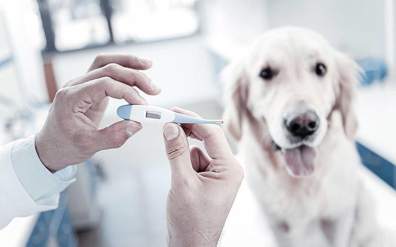 犬の熱が高い 発熱する原因とは 病院に連れて行くべき症状を獣医が解説 ペット保険の Ps保険 少額短期保険ペットメディカルサポート株式会社