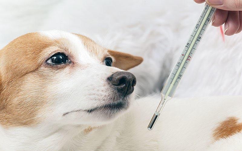 犬の熱の原因として考えられる病気とは？