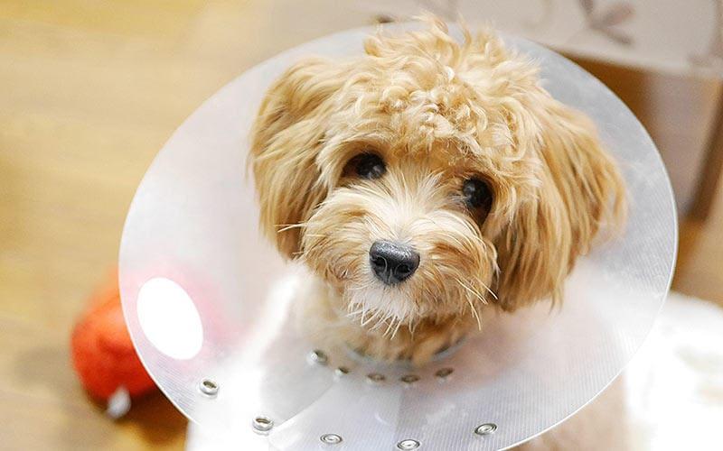 犬が自分の足を舐めたり噛んだりする原因とは 病院に連れて行くべき症状を獣医が解説 ペット保険の Ps保険 少額短期保険ペットメディカルサポート株式会社