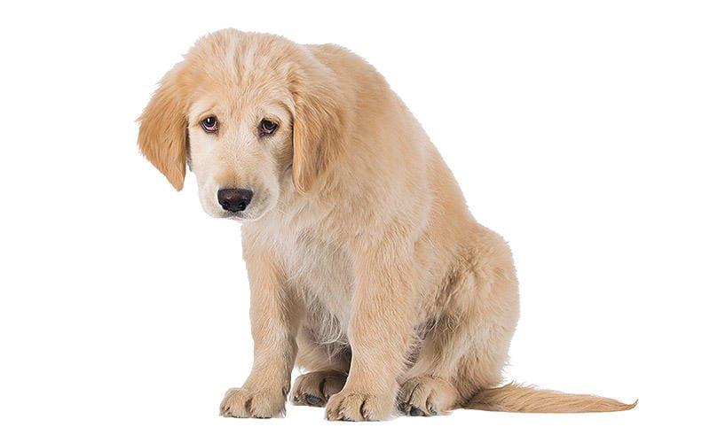 犬のあくびが多くなる病気の原因とは 病院に連れて行くべき症状を獣医師が解説 ペット保険の Ps保険 少額短期保険ペットメディカルサポート株式会社