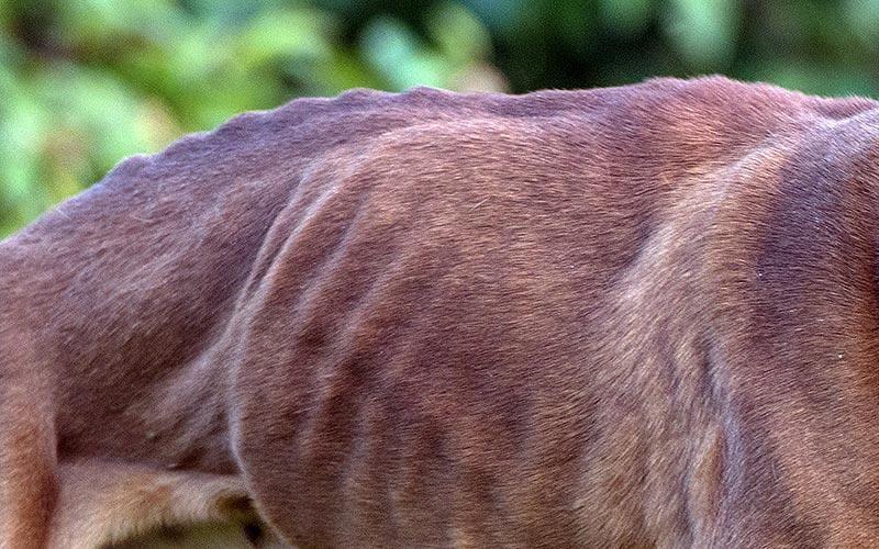 3. ラフまたはドライコート