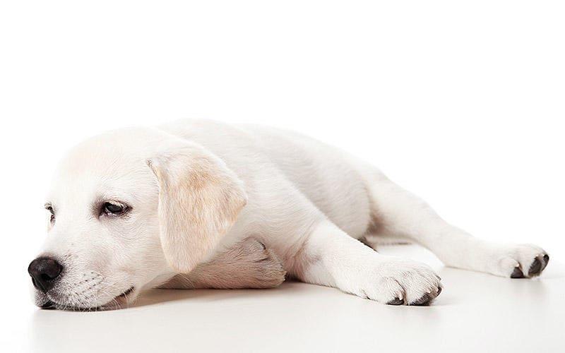 犬の脱水症状の原因とは 病院に連れて行くべき症状を獣医師が解説 ペット保険の Ps保険 少額短期保険ペットメディカルサポート株式会社