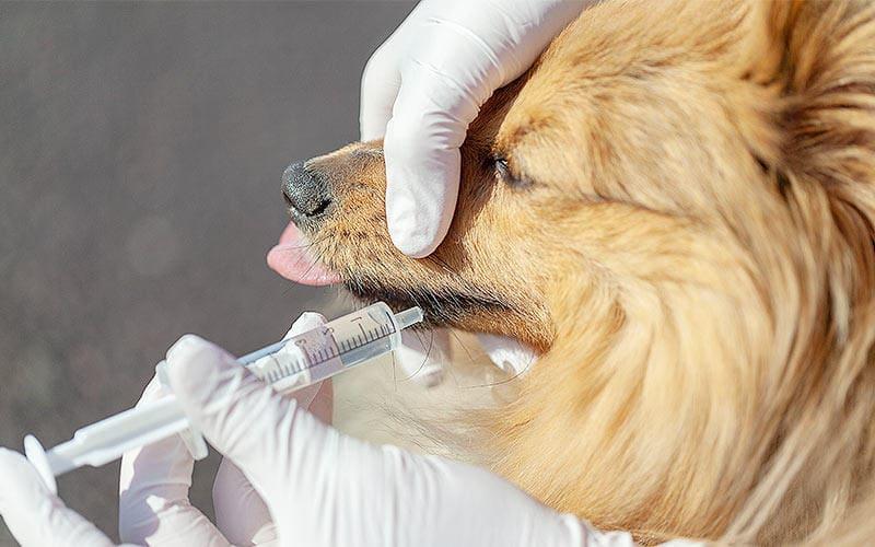 犬が脱水症状を起こしたときの対処法と応急処置