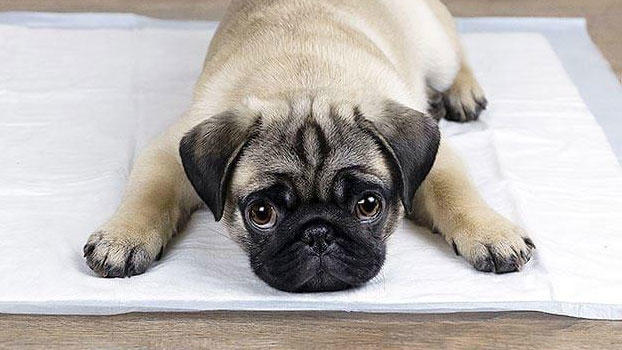 犬がおしっこをしない原因とは？病院に連れて行くべき症状を獣