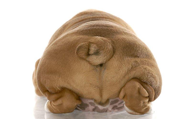 犬が太る 肥満になる原因とは 病院に連れて行くべき症状を獣医が解説 ペット保険の Ps保険 少額短期保険ペットメディカルサポート株式会社