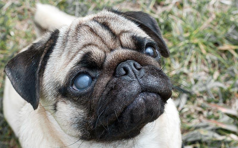 犬の目が白い原因として考えられる病気とは？