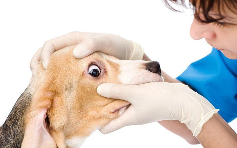 犬の目が白い、こんな症状ならすぐ病院へ