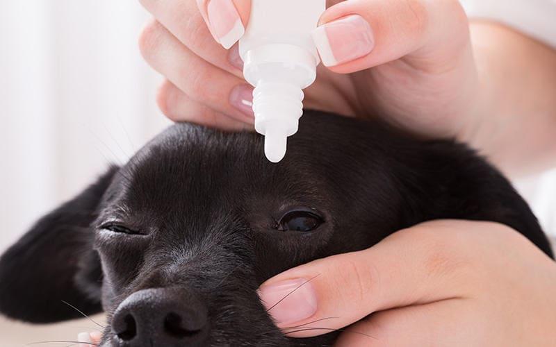 犬の目が白くなった場合の対処法とさせないための予防法