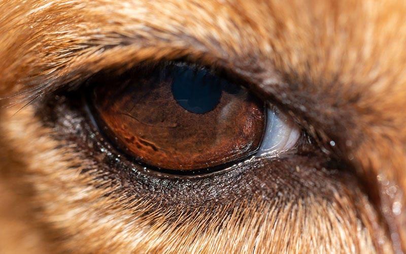 犬の目から白い膜が出ている。瞬膜の戻し方を獣医が解説