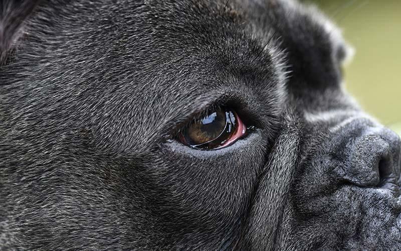 犬の目から白い膜が出ている 瞬膜の戻し方を獣医が解説 ペット保険の Ps保険 少額短期保険ペットメディカルサポート株式会社