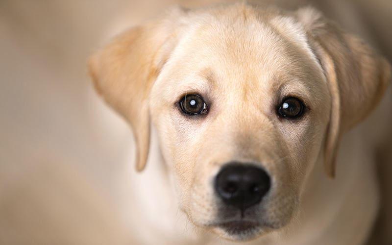 犬の目から白い膜が出ている 瞬膜の戻し方を獣医が解説 ペット保険の Ps保険 少額短期保険ペットメディカルサポート株式会社