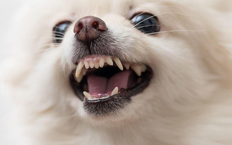 犬が夜に吠える原因とは 病院に連れて行くべき症状を獣医師が解説 ペット保険の Ps保険 少額短期保険ペットメディカルサポート株式会社