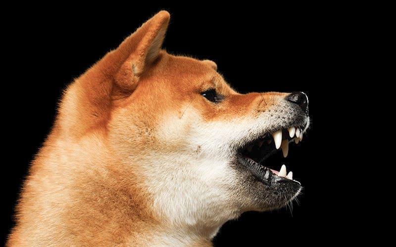 犬が夜に吠える原因として考えられる病気とは？