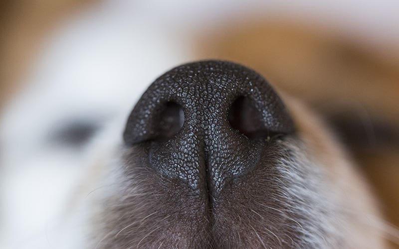 犬の鼻が乾くのは何かの病気？病院に連れて行くべき症状を獣医が解説
