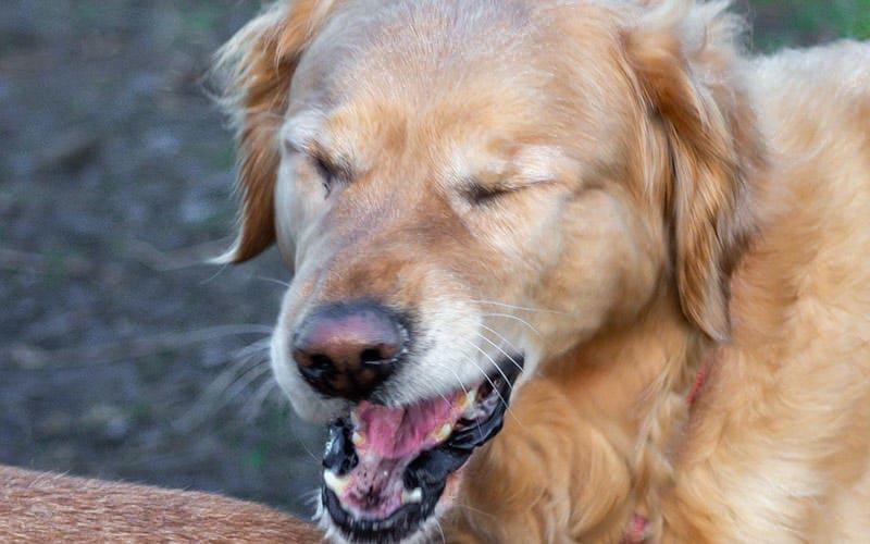 犬の鼻が乾燥する原因として考えられる病気とは？