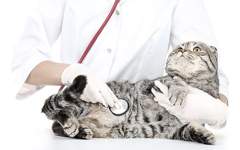猫の尿の匂いが変！　動物病院を受診すべきタイミング