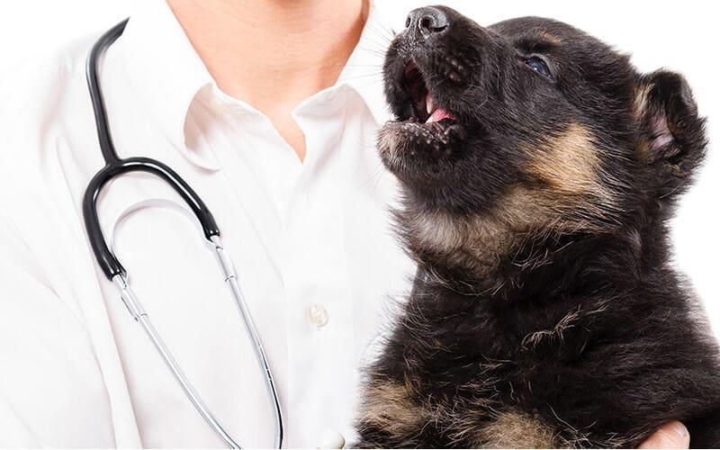 犬の唸る理由とは やめさせる方法を行動診療科獣医が解説 ペット保険の Ps保険 少額短期保険ペットメディカルサポート株式会社