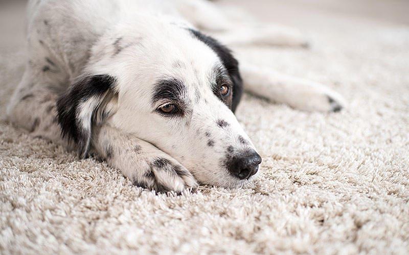 犬がぶどうを食べたときの症状と応急処置を獣医が解説 ペット保険の Ps保険 少額短期保険ペットメディカルサポート株式会社