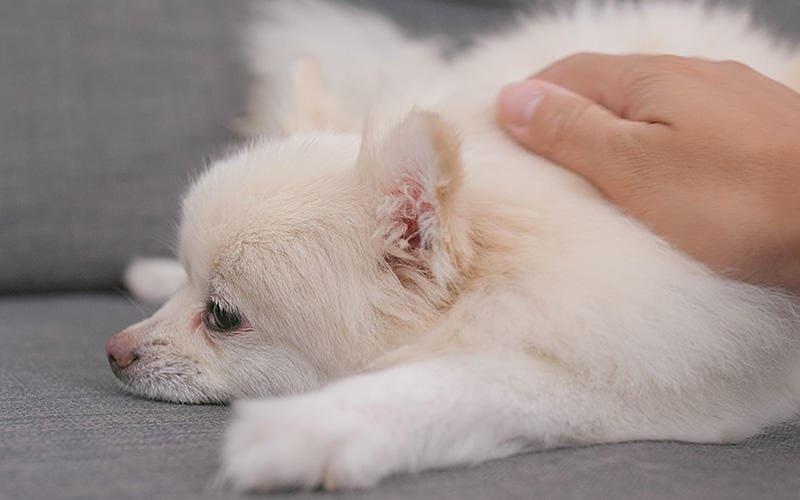 犬が玉ねぎを食べたときの症状と応急処置を獣医が解説 ペット保険の Ps保険 少額短期保険ペットメディカルサポート株式会社