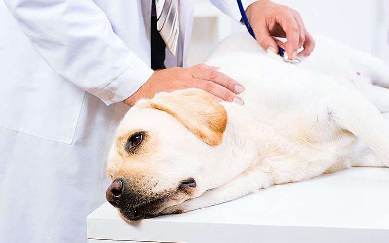 犬がアボカドを食べたときの症状と応急処置を獣医が解説 ペット保険の Ps保険 少額短期保険ペットメディカルサポート株式会社